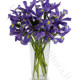 Bouquet di Iris blu
