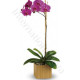 Orchidea Phalenopsis viola