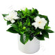 Pianta di Gardenia