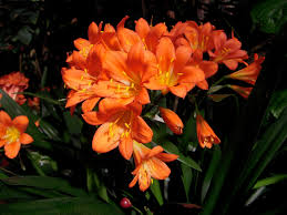 clivia