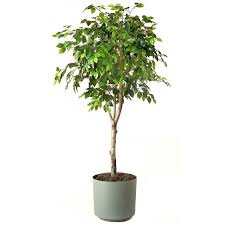 ficus benjamina