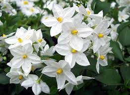 Solanum Jasminides
